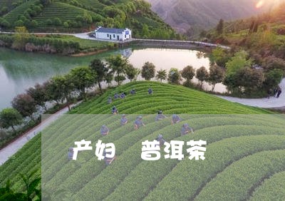 产妇 普洱茶/2023042947360